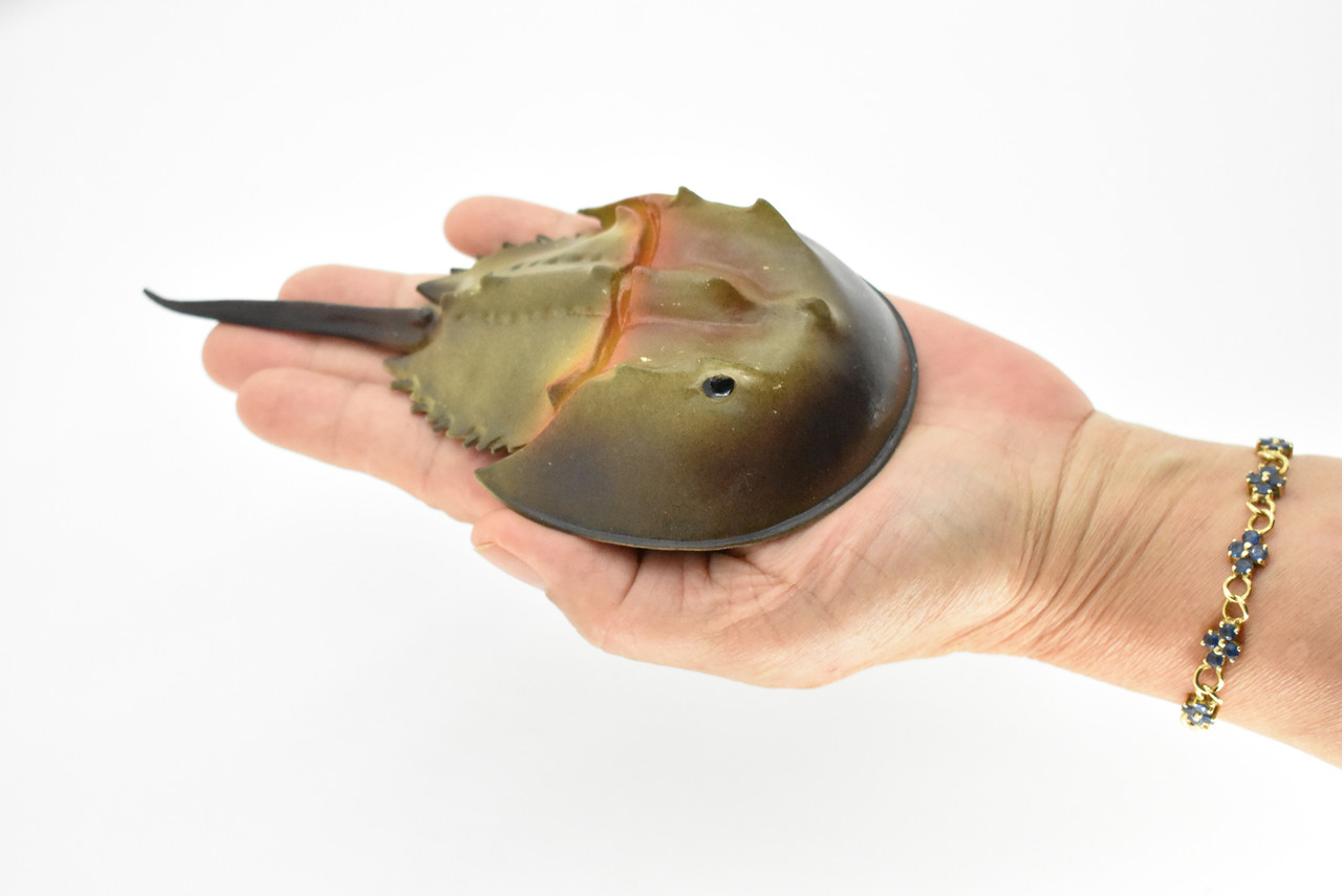 Horseshoe Crab Toy, Arthropods, Ocean, Museum Quality Rubber Figure, Model, Educational, Animal, Hand Painted, Figurines      6. 5"     CH102 BB88