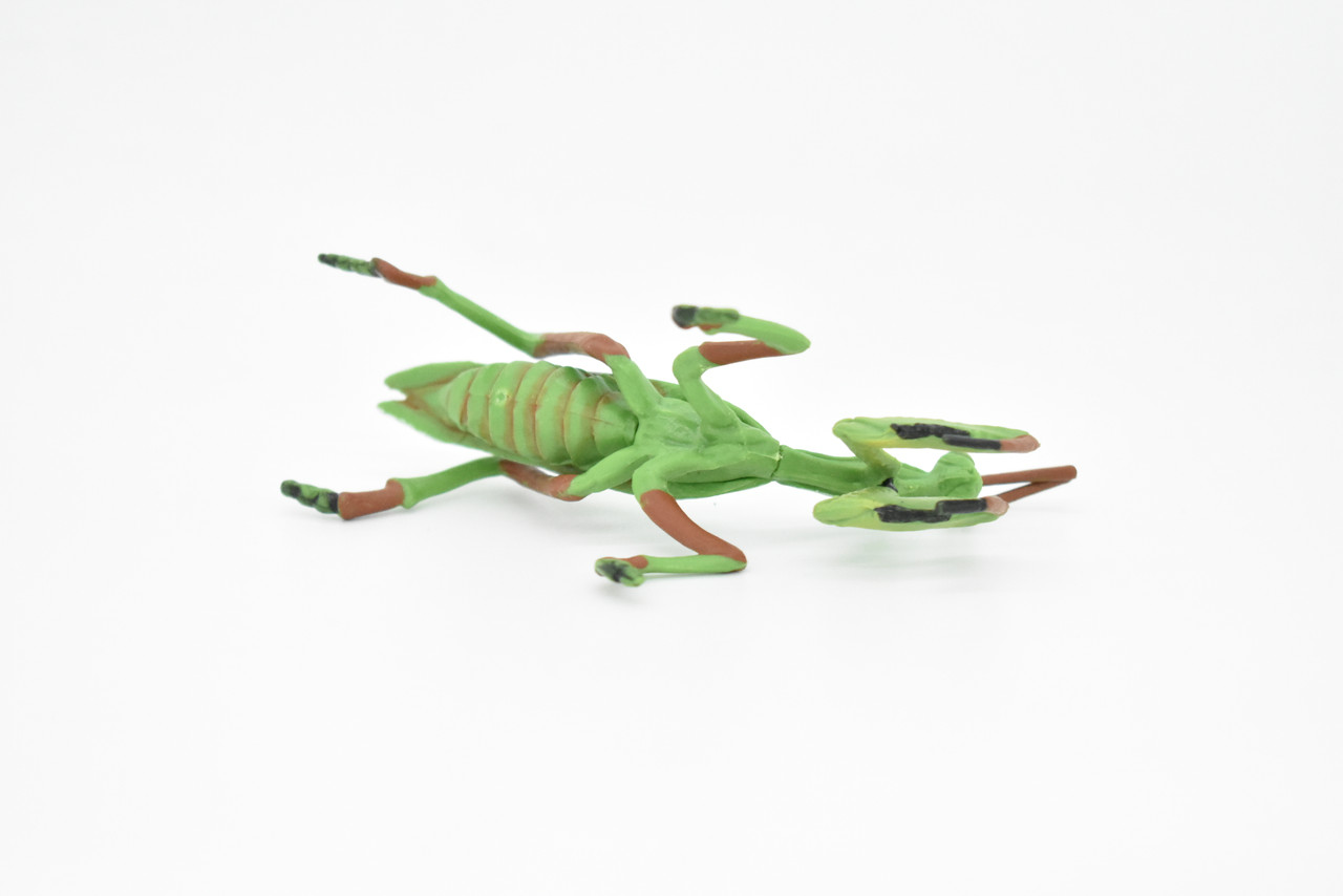 Praying Mantis, Mantises, Mantodea, Museum Quality, Educational, Hand Painted, Rubber Insect, Diorama Model, Realistic, Kids, Toys, 4 Inches. 