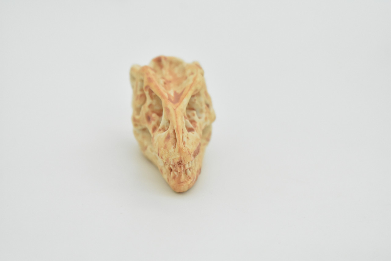 T-Rex, Tyrannosaurus Rex Dinosaur Skull Fossil, Very Realistic Rubber Reproduction     2"     CH124 B231