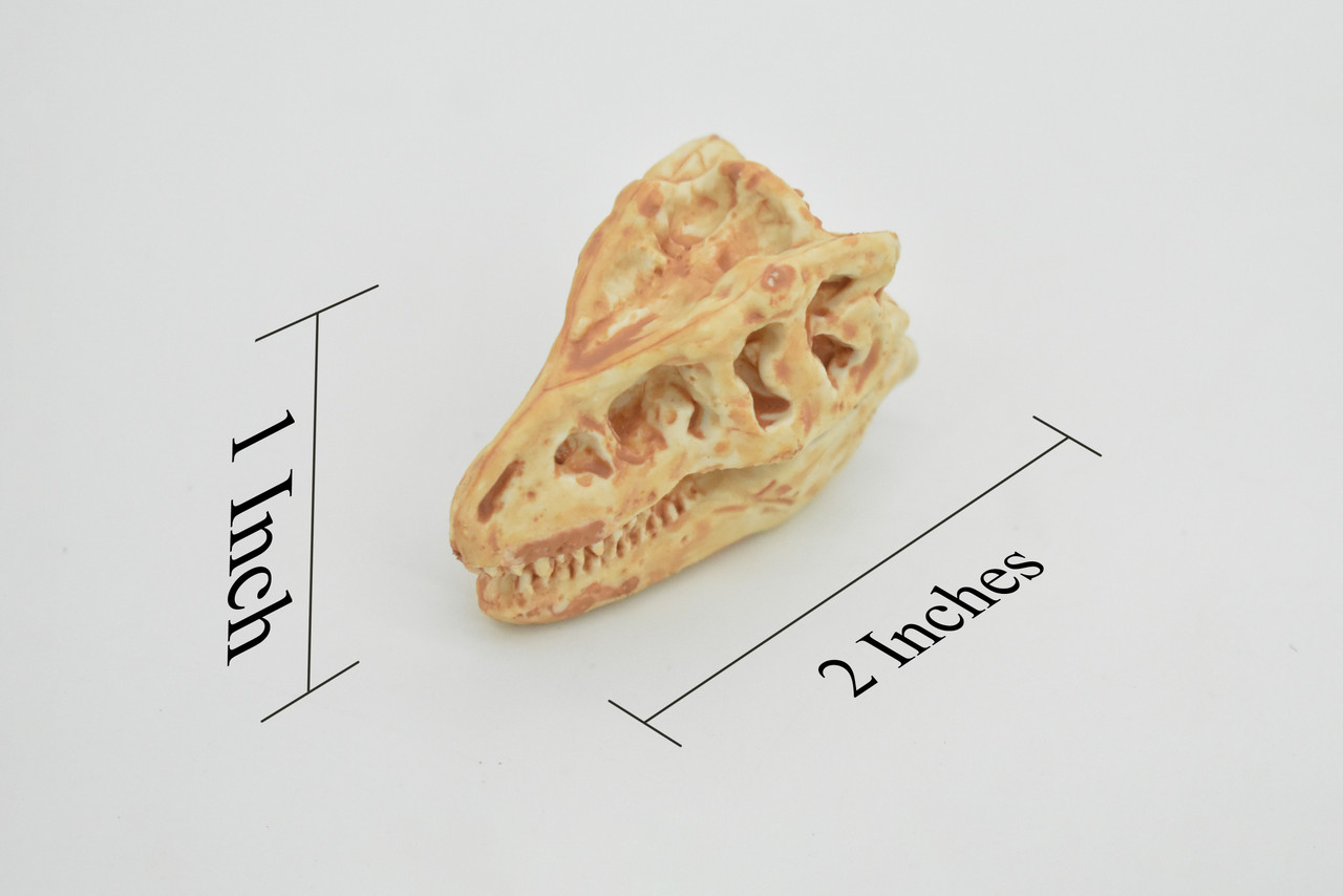 T-Rex, Tyrannosaurus Rex Dinosaur Skull Fossil, Very Realistic Rubber Reproduction     2"     CH124 B231