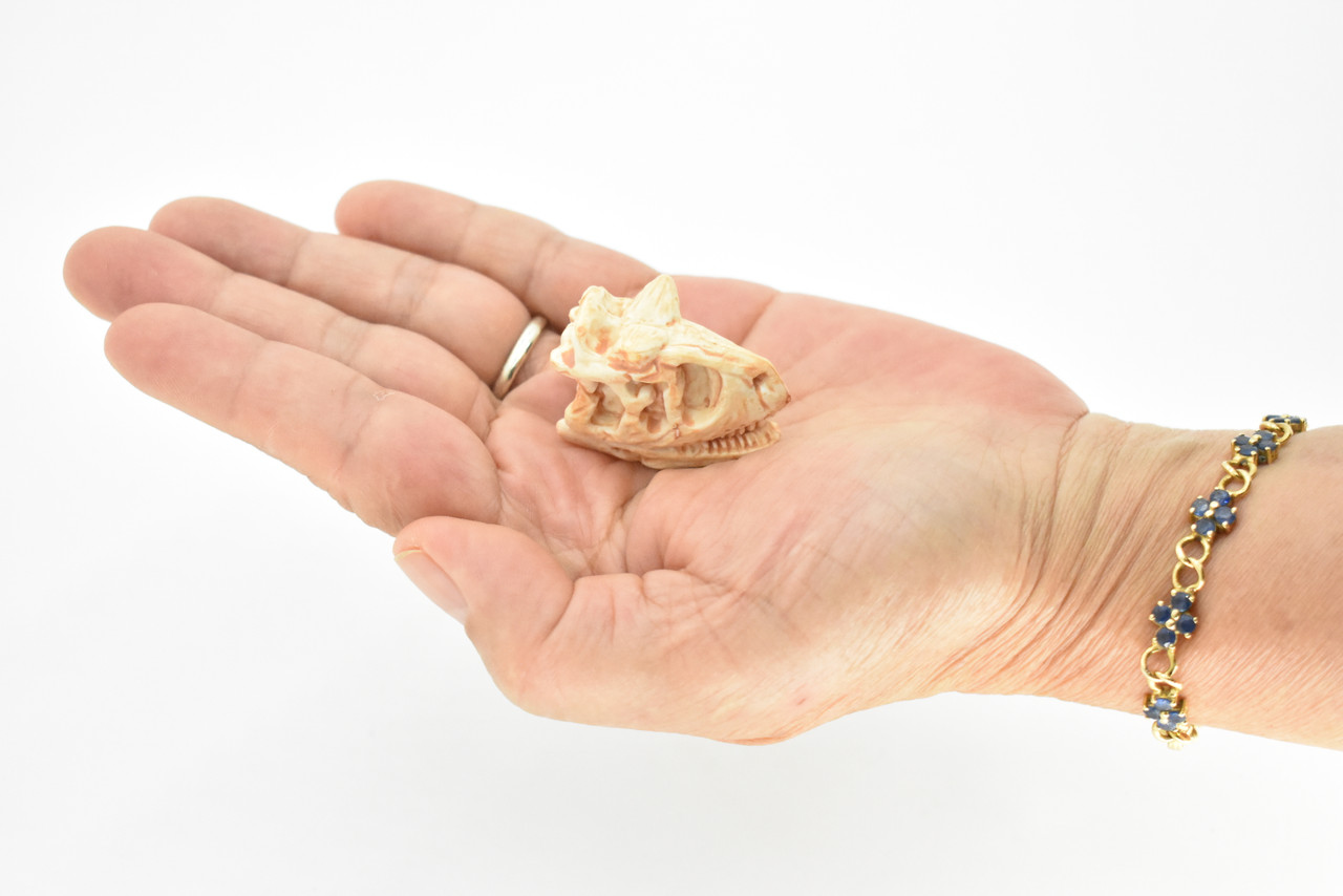 Carnotaurus, Dinosaur Skull Fossil, Cretaceous theropod, Very Realistic, Hard Rubber, Educational, Figure, Diorama Model, Prehistoric, Bones, Toy,  2 Inches 