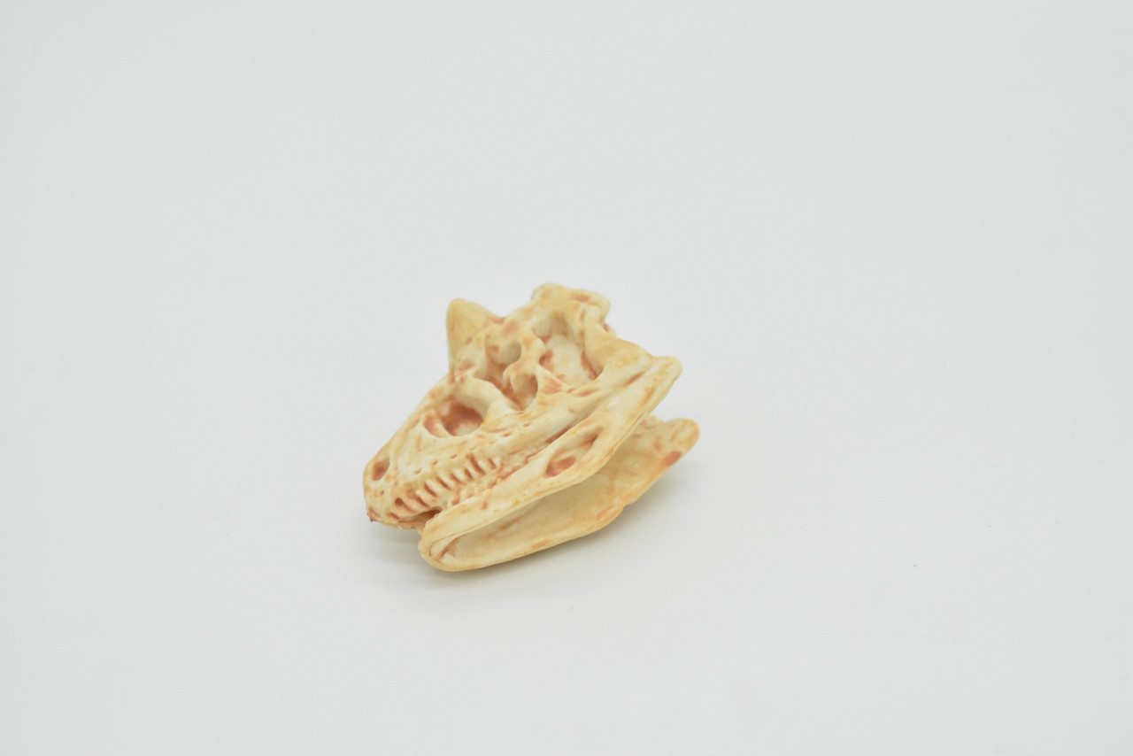 Carnotaurus, Dinosaur Skull Fossil, Very Realistic Rubber Toy Model, Educational, Figure, Model, Bones, Figurine, Prehistoric     2"     CH126 B231