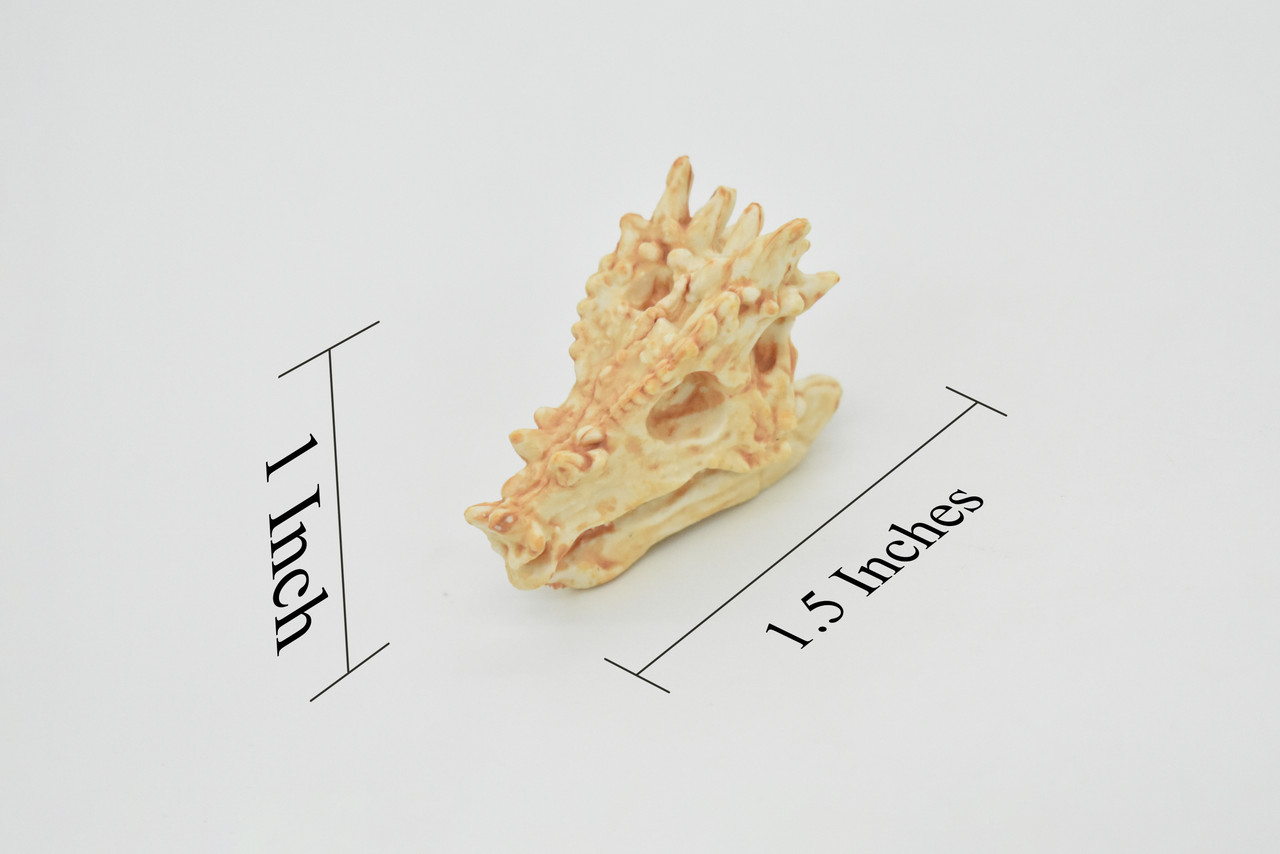 Pachycephalosaurus, Late Cretaceous period, Thick-Headed Lizard, Skull Fossil, Realistic, Hard Rubber, Educational, Diorama Model, Prehistoric, Bones, Toy,   2 Inches 