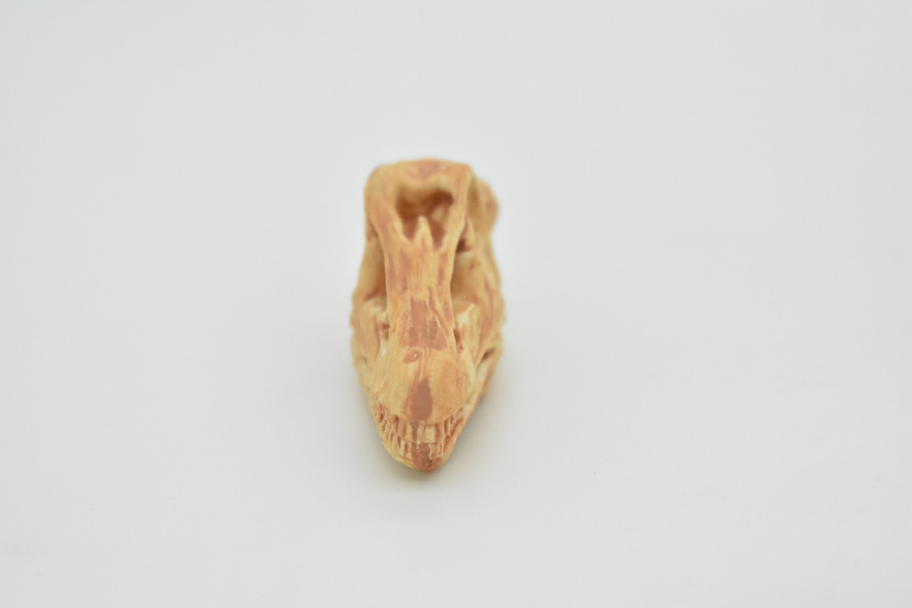 Diplodocus, Dinosaur Skull Fossil, Very Realistic Rubber Toy Model, Educational, Figure, Model, Bones, Figurine, Prehistoric      1.5"     CH132 B231