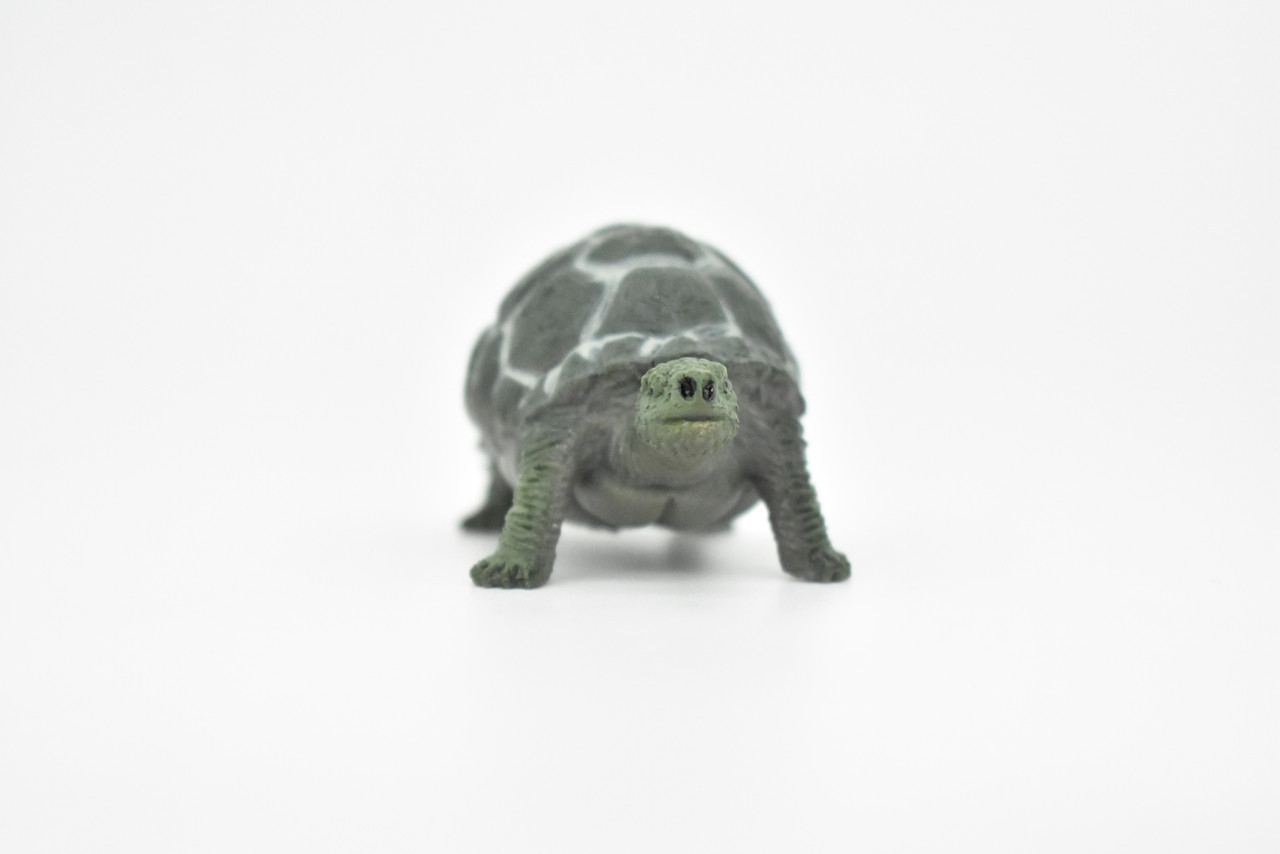 Tortoise, Testudinidae, Reptiles, Realistic Rubber Reproduction, Hand Painted Figurines       2.5"      CH145 B246