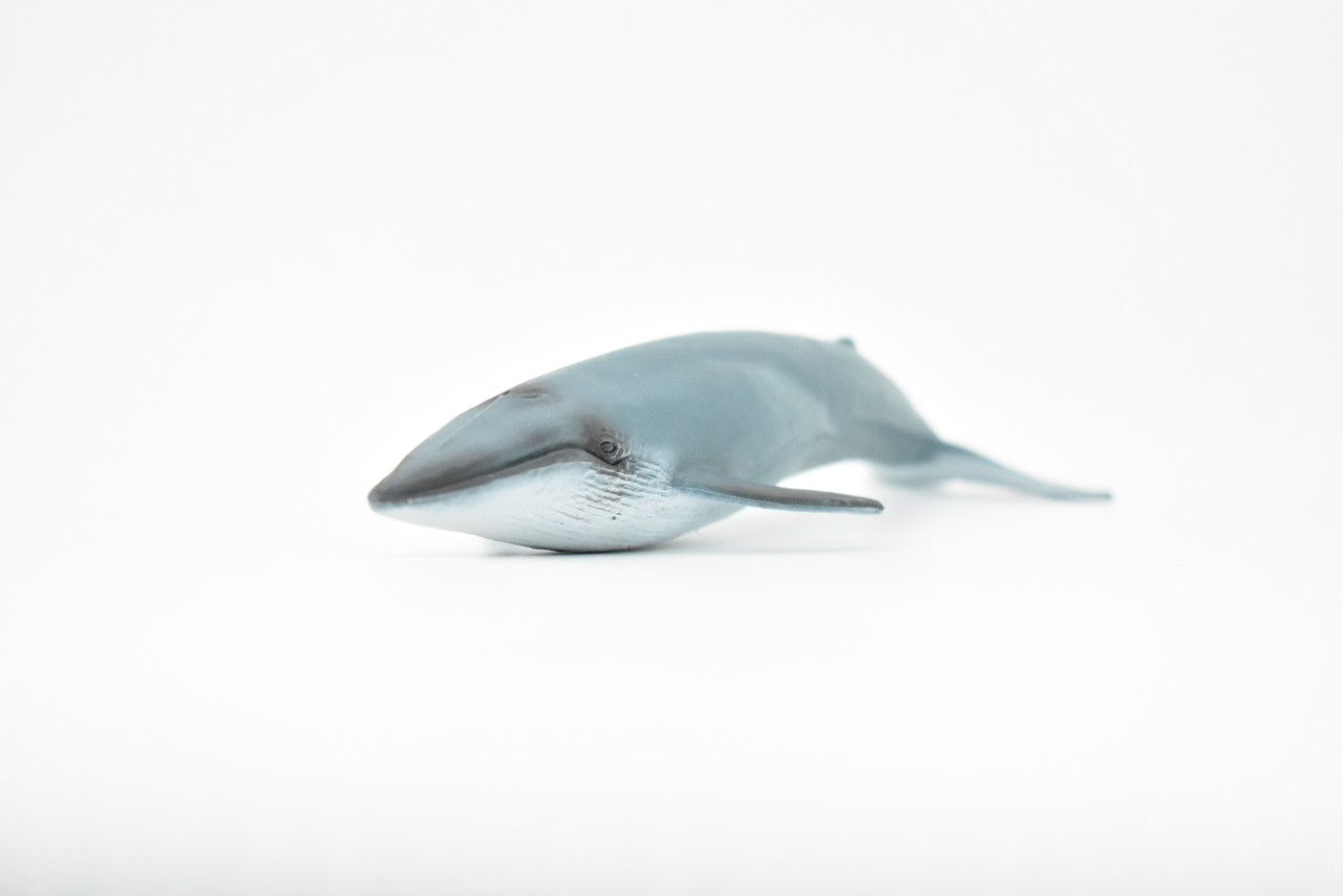 Blue Whale, Marine Mammal, Realistic Rubber Reproduction, Hand Painted Figurines    7"     CH156 B249