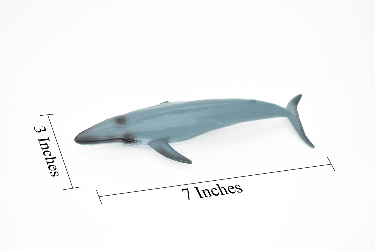 Blue Whale, Marine Mammal, Realistic Rubber Reproduction, Hand Painted Figurines    7"     CH156 B249