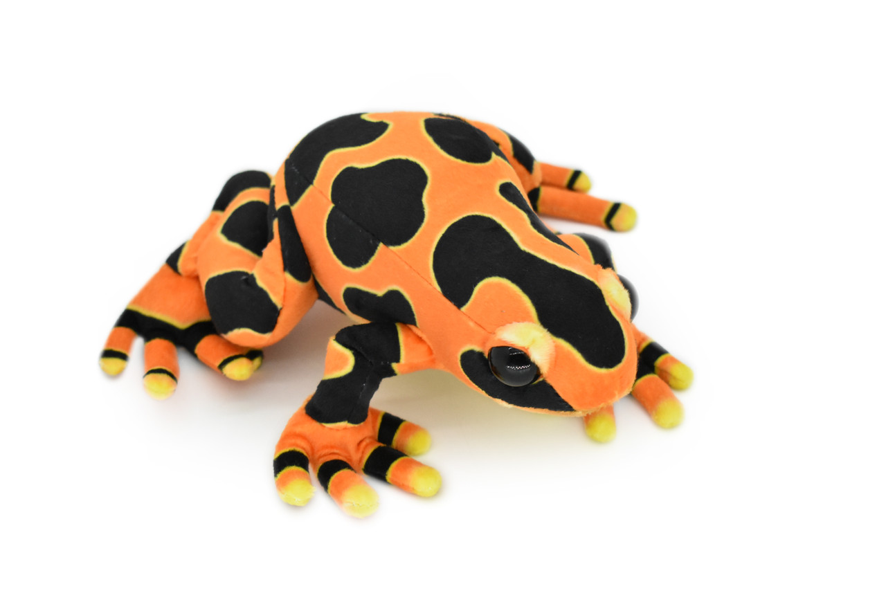 blue and orange poison dart frog