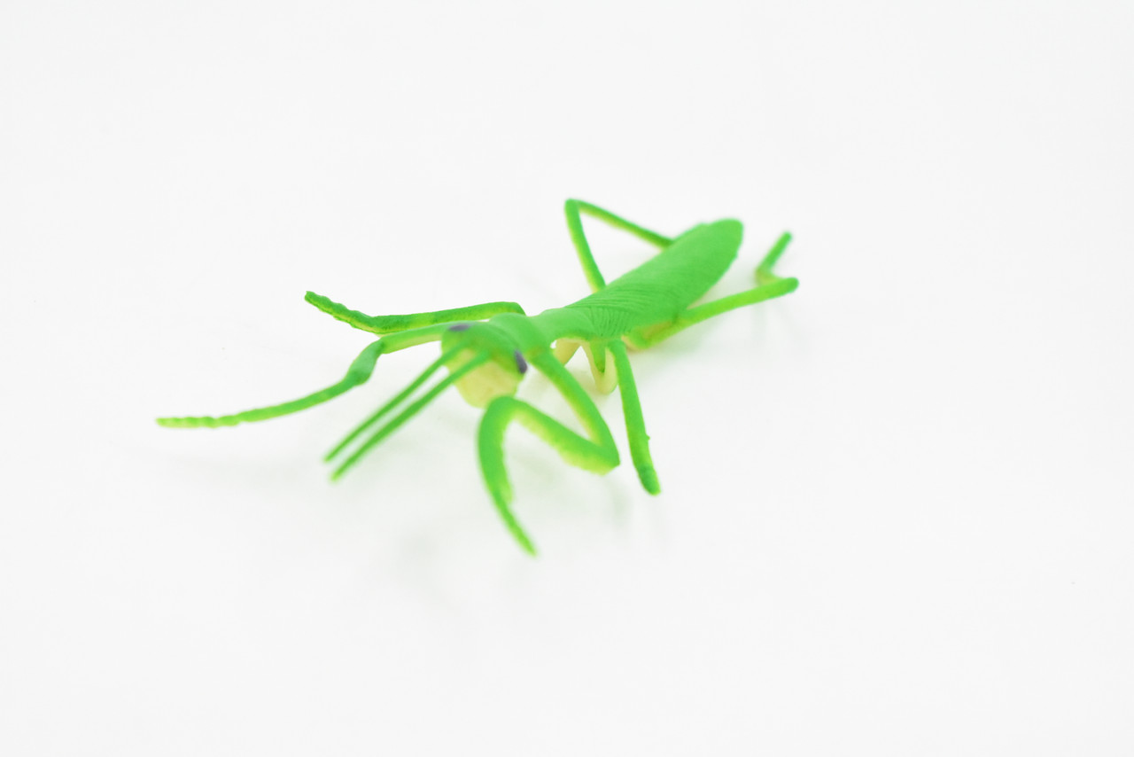 Praying Mantis, Rubber Insect, Toy, Realistic Figure, Model, Replica, Kids Educational Gift,     4"      F1053 B190