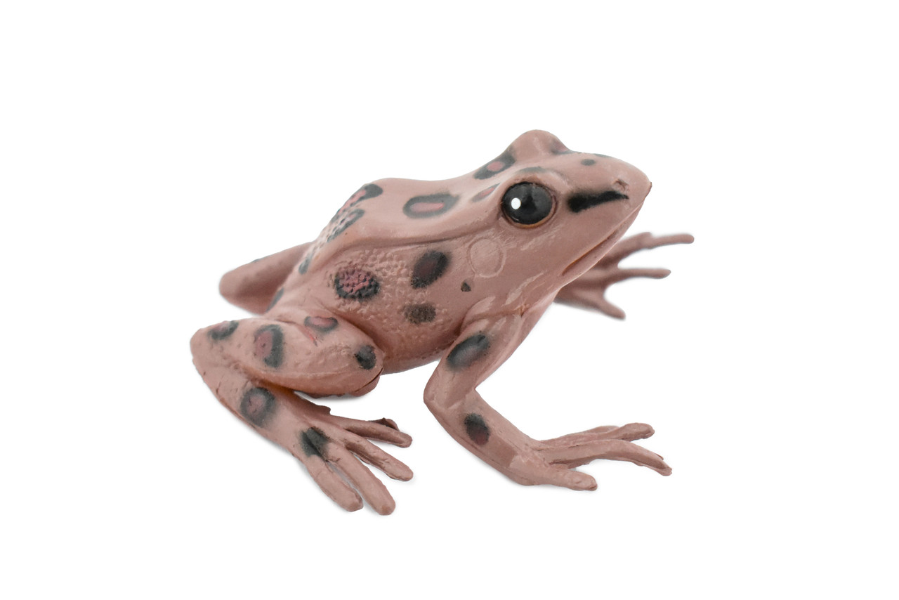 Western Spotted Frog, Hard Rubber, Amphibian, Realistic Figure, Model, Replica, Toy, Kids, Educational, Gift,     2 1/2" 
