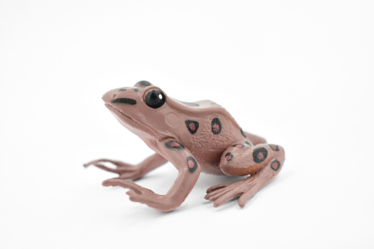 Western Spotted Frog, Hard Rubber, Amphibian, Realistic Figure, Model, Replica, Toy, Kids, Educational, Gift,     2 1/2" 