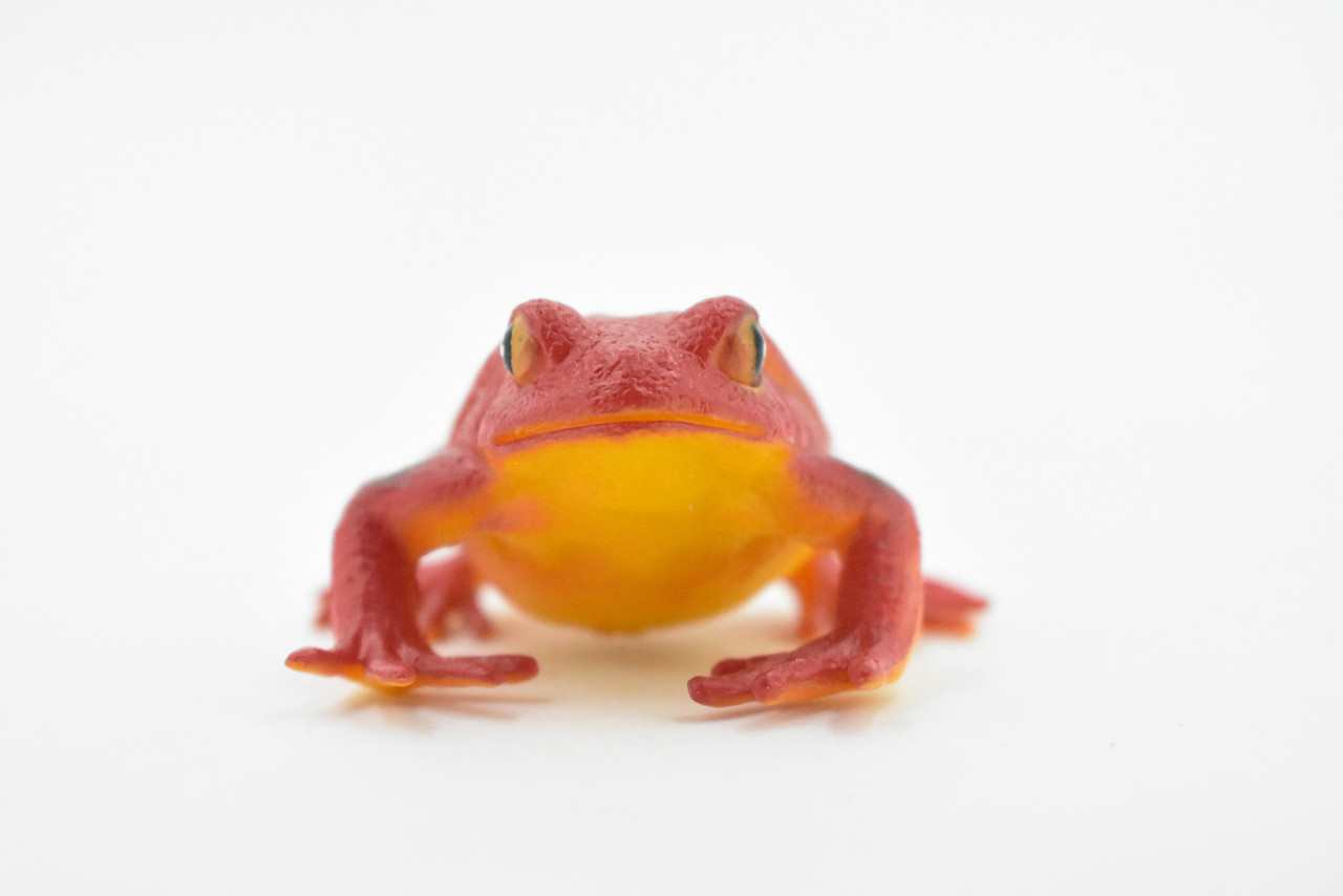 Tomato Frog, Hand Painted, Amphibian, Hard Rubber, Realistic Frog, Model, Replica, Toy, Kids, Educational, Gift,    2"  