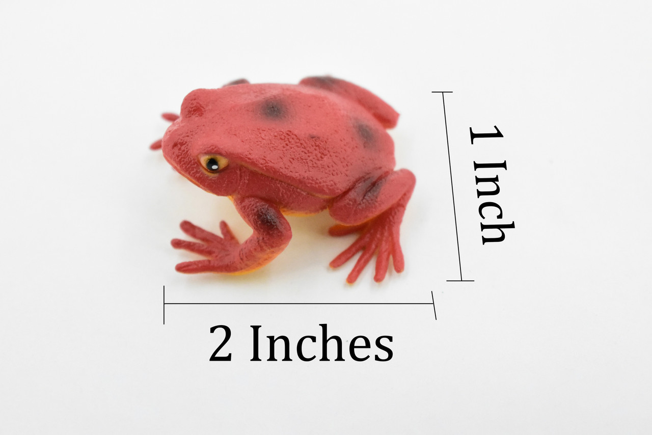 Tomato Frog, Hand Painted, Amphibian, Hard Rubber, Realistic Frog, Model, Replica, Toy, Kids, Educational, Gift,    2"  