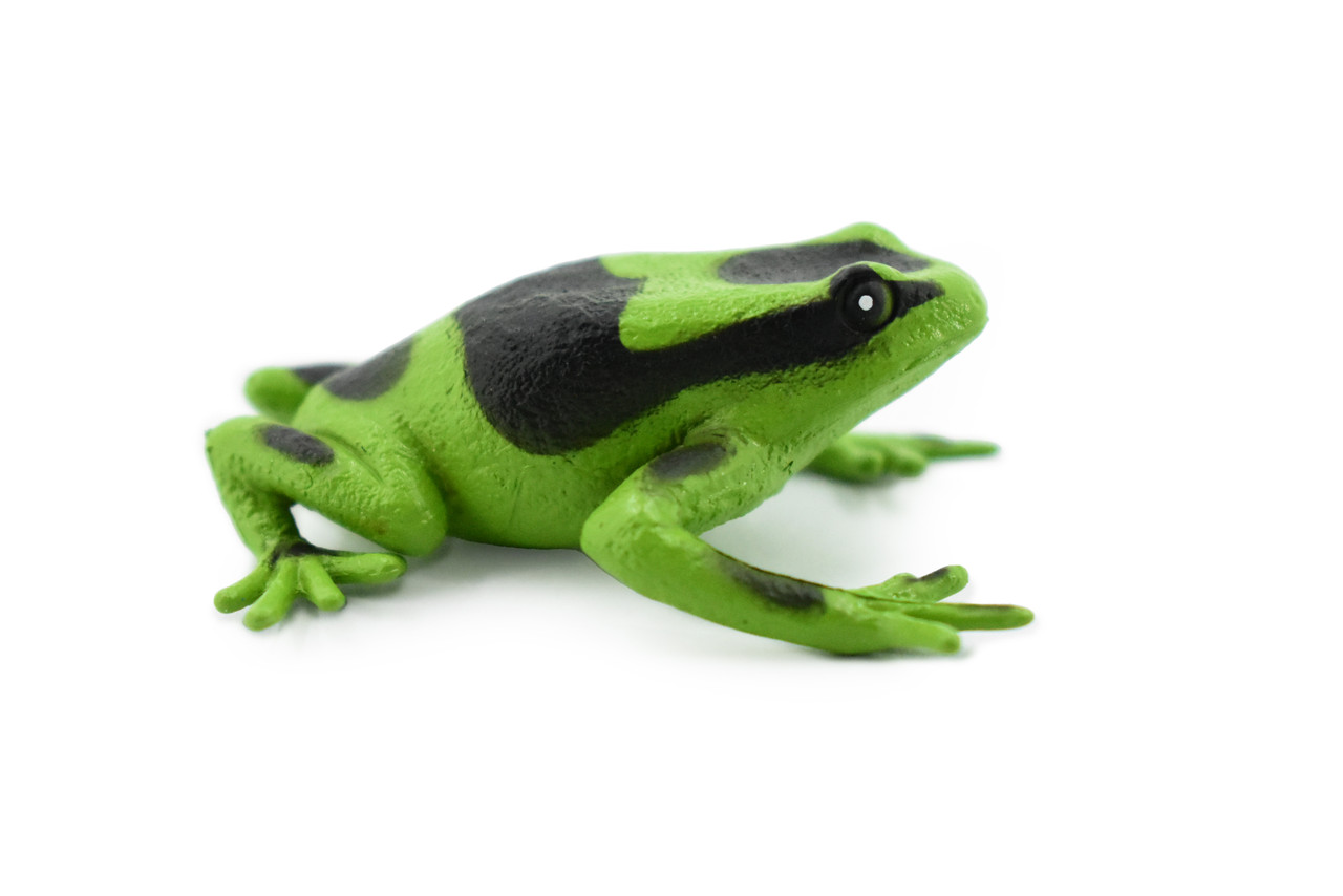 Poison Dart Frog, Green and Black, Hand Painted, Amphibian, Hard Rubber, Rainforest Frog, Model, Replica, Toy, Kids, Educational, Gift,      2"