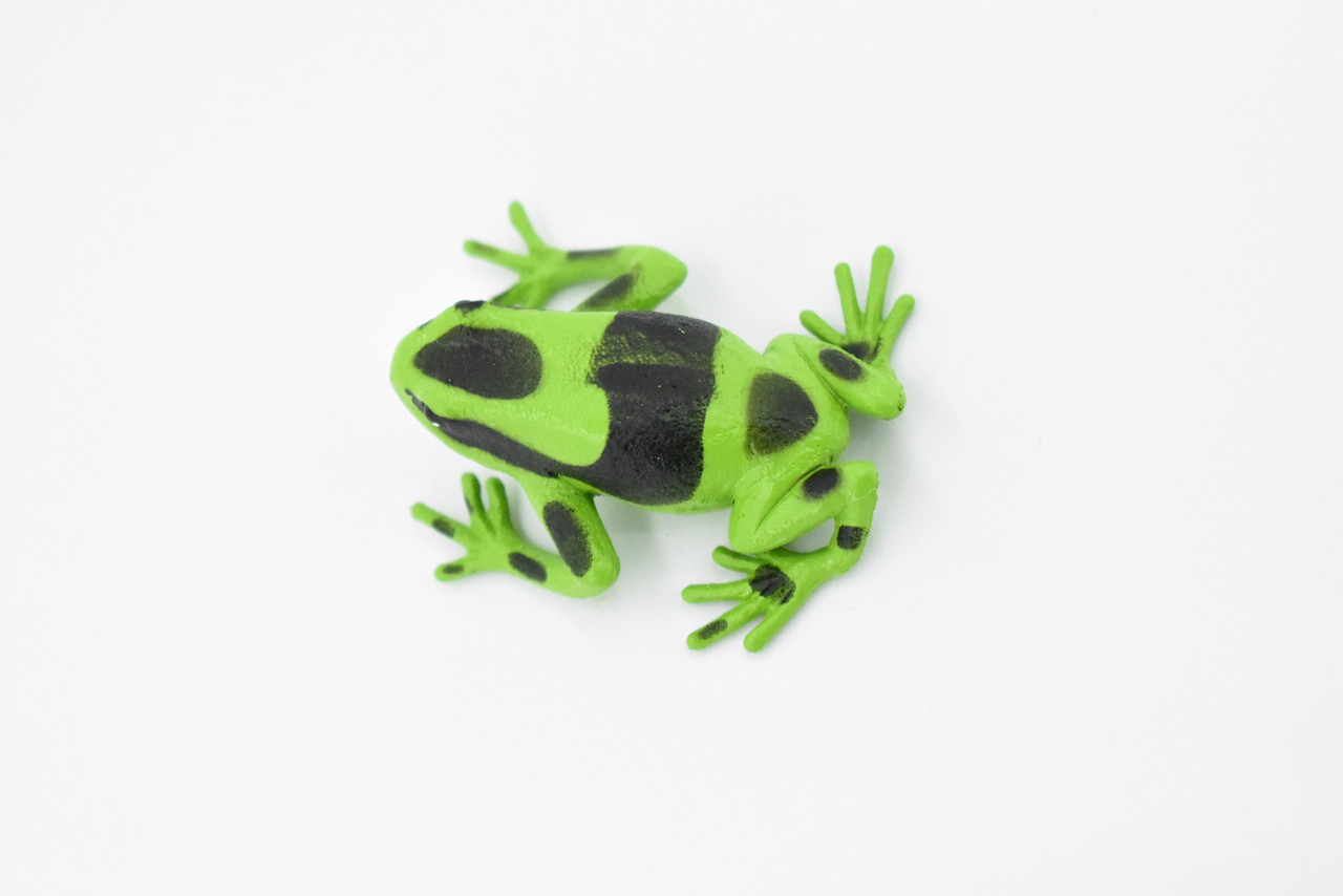Poison Dart Frog, Green and Black, Hand Painted, Amphibian, Hard Rubber, Rainforest Frog, Model, Replica, Toy, Kids, Educational, Gift,      2"