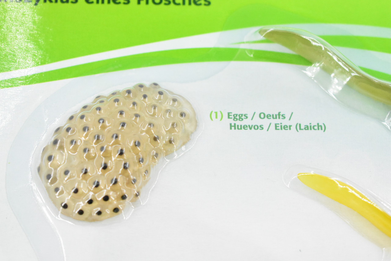 Frog, Life Cycle of a Frog, Plastic Set of 5, Toy, Realistic, Rainforest, Figure, Model, Replica, Kids, Educational, Gift     9"      F3685 B302