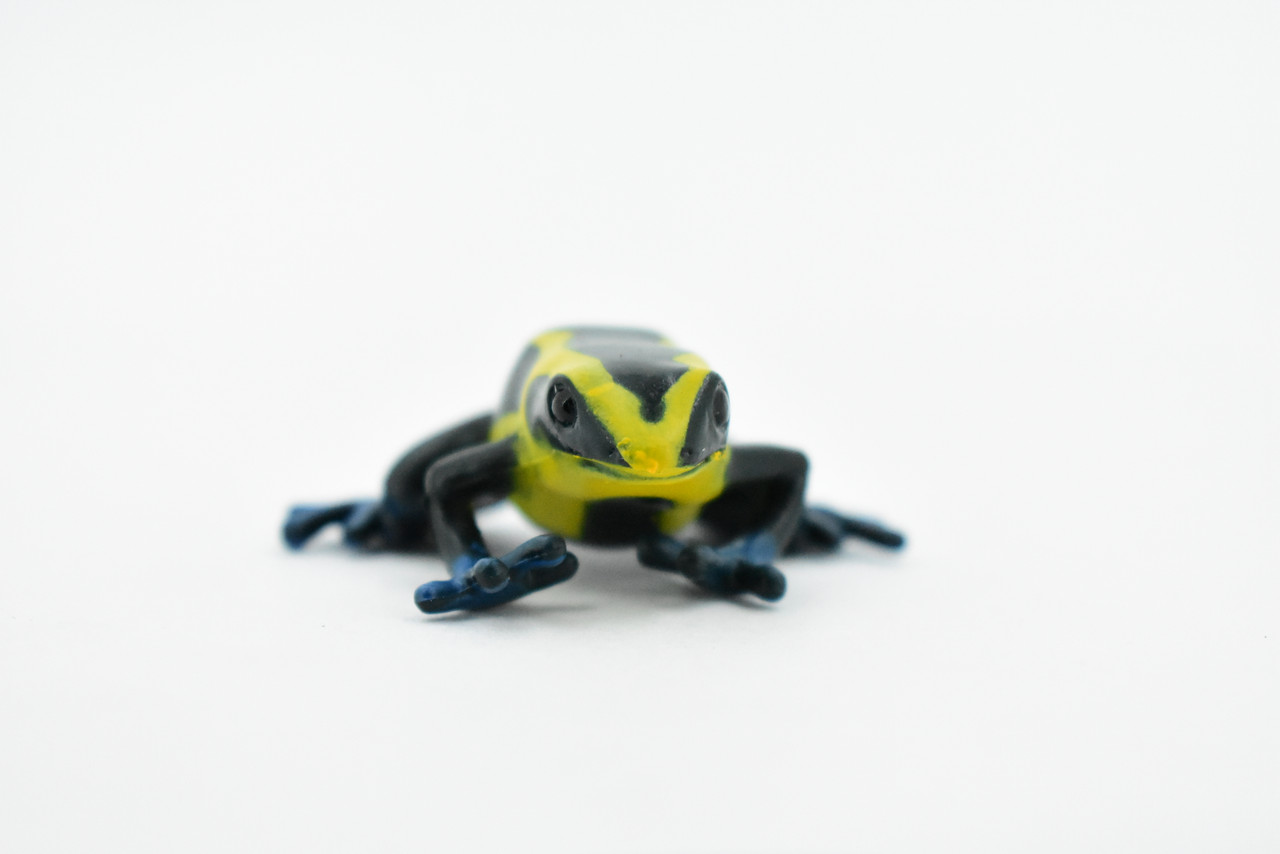 Safari Ltd. Poison Dart Frogs Toob - Detailed Figurines of Green, Blue,  Yellow, Gold, Red, Sira Dart Frogs - Fun Educational Play Toy for Boys,  Girls