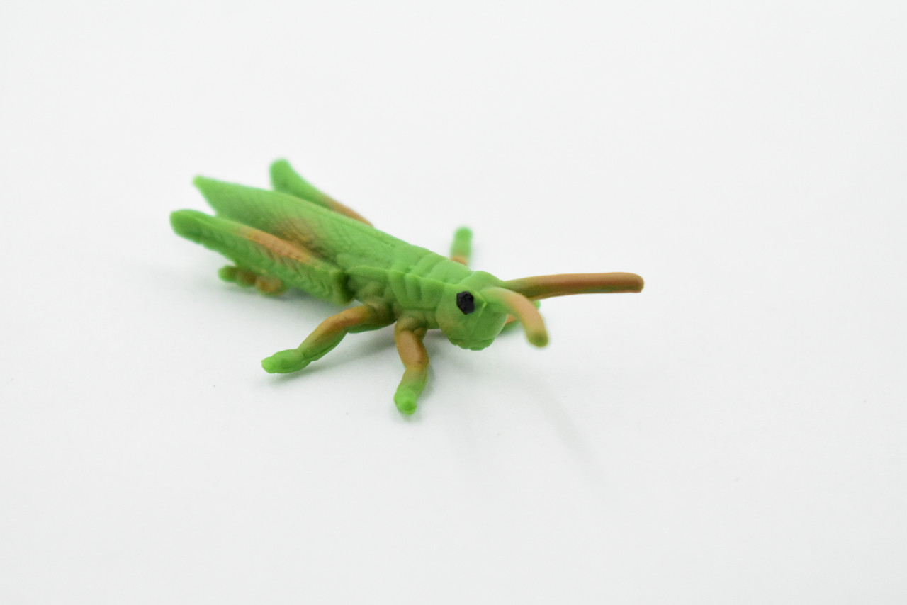 Grasshopper, Rubber Insect, High Quality, Hand Painted, Educational, Realistic Toy Figure, Diorama Model, Replica, Kids,  2  Inches. 