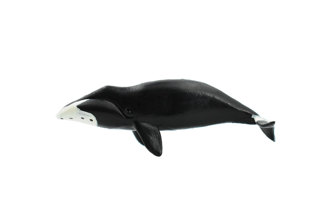 Bowhead Whale, Arctic right whale, Marine Mammal, Hand Painted, Rubber, Educational Design, Figure, Diorama Model, Toy, Kids,   3 1/2 Inches.