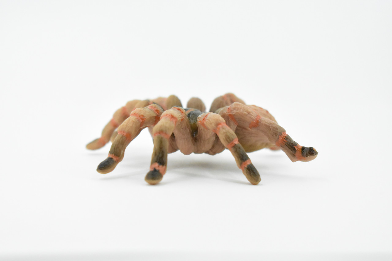 Spider, Wolf Spider, Rubber Insect, Hand Painted, Realistic Toy Figure, Model, Replica, Kids, Educational, Gift,      3"       CH422 BB108