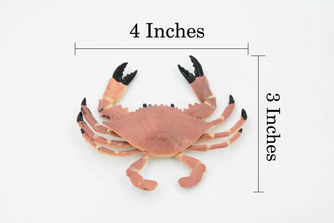 Young Dungeness Crab, Museum Quality, Rubber Crustacean, Hand Painted, Realistic Toy Figure, Diorama Model, Replica, Kids, Educational,  4 Inches. 