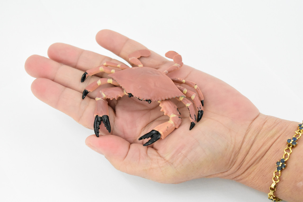 Young Dungeness Crab, Museum Quality, Rubber Crustacean, Hand Painted, Realistic Toy Figure, Diorama Model, Replica, Kids, Educational,  4 Inches. 