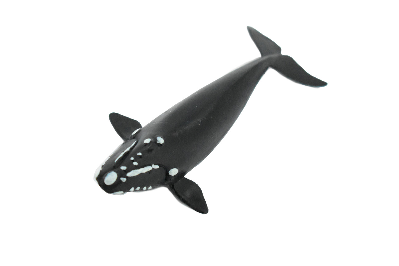 Right Whale, Marine Mammal, Rubber Animal, Realistic Toy Figure, Model, Replica, Kids, Hand Painted, Educational, Gift,        3"       CH426 BB109