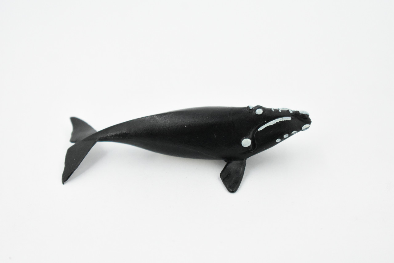 Right Whale, Marine Mammal, Rubber Animal, Realistic Toy Figure, Model, Replica, Kids, Hand Painted, Educational, Gift,        3"       CH426 BB109