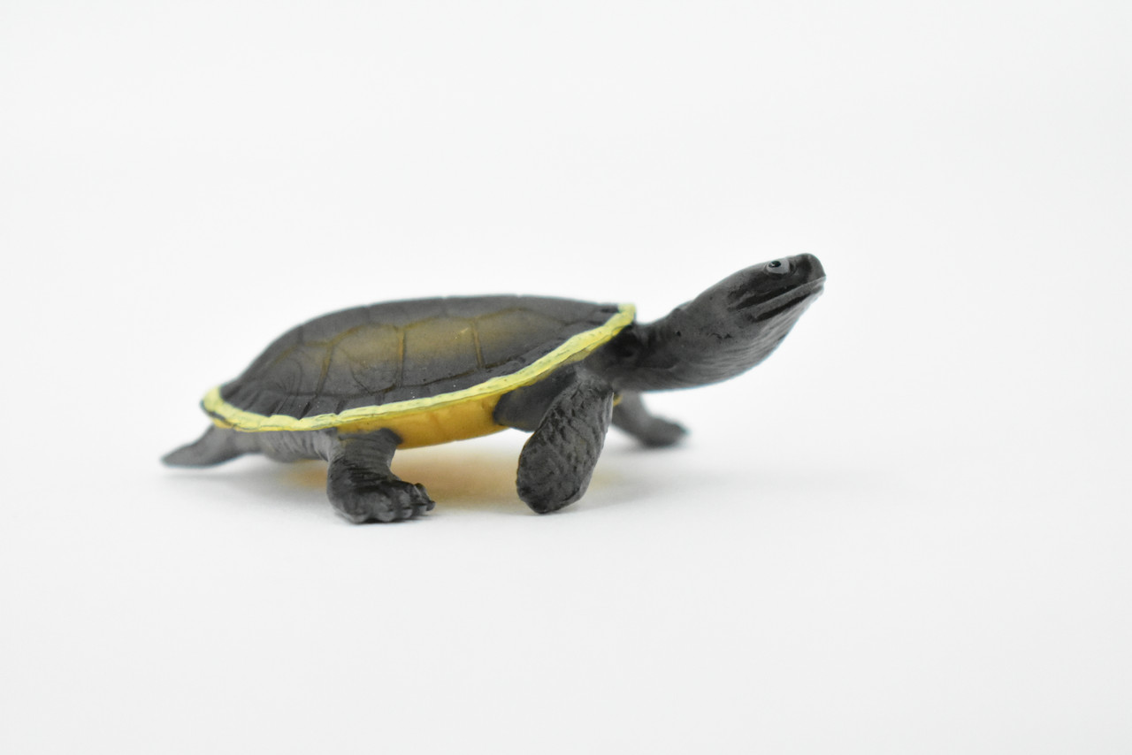 Turtle, Phrynops Hilarii, Argentine Side Necked Turtle, Reptile, Hand Painted, Realistic Toy Figure, Model, Replica, Kids, Educational, Gift,      2 1/2"     CH430 BB109