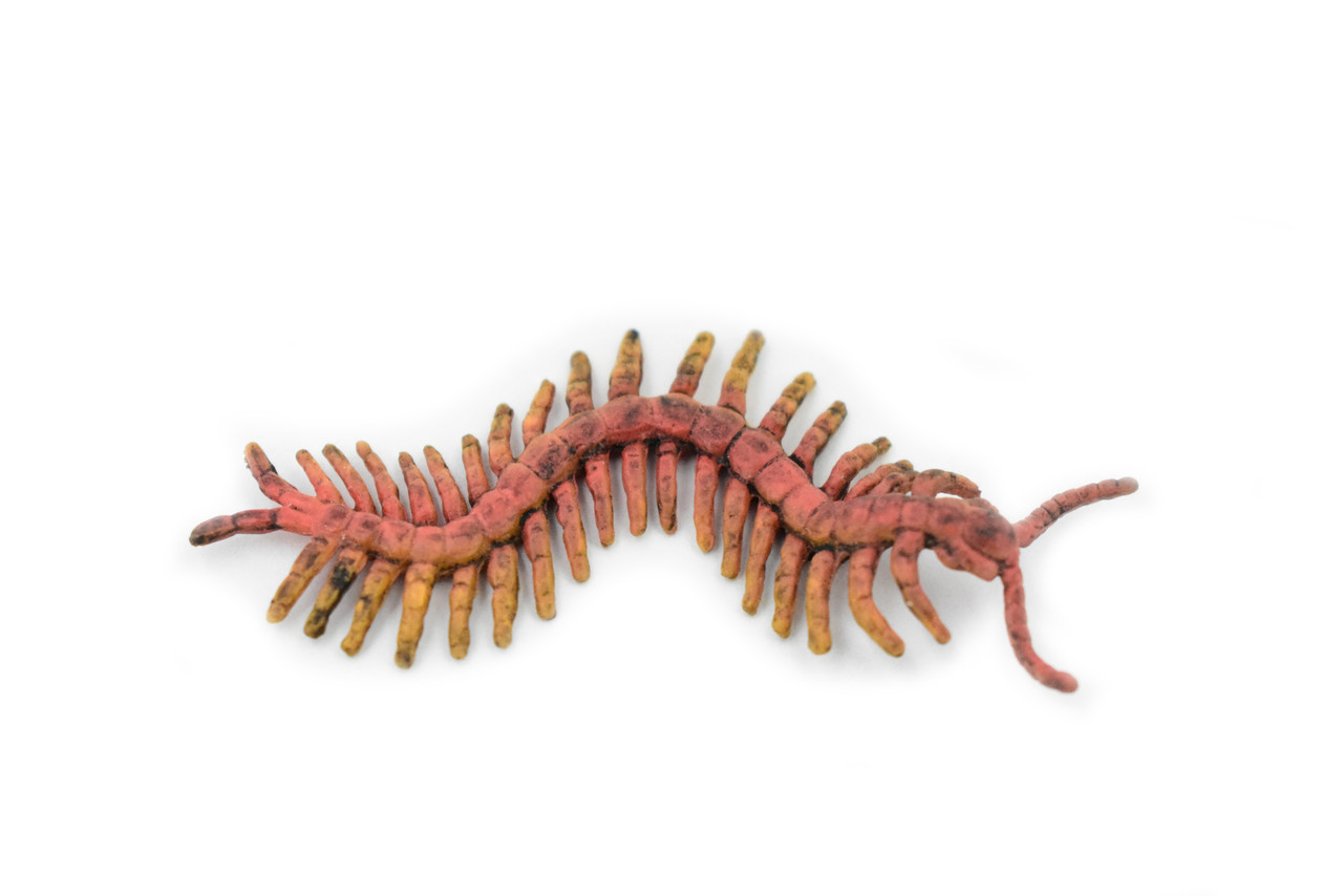 Centipede, Chilopoda, Rubber Insect, High Quality, Hand Painted, Educational, Realistic Toy Figure, Diorama Model, Replica, Kids,   2 1/2 Inches. 