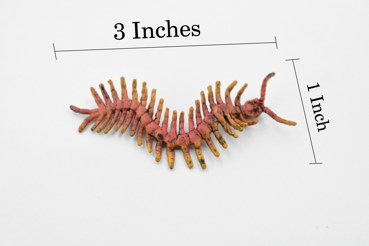Centipede, Chilopoda, Rubber Insect, High Quality, Hand Painted, Educational, Realistic Toy Figure, Diorama Model, Replica, Kids,   2 1/2 Inches. 
