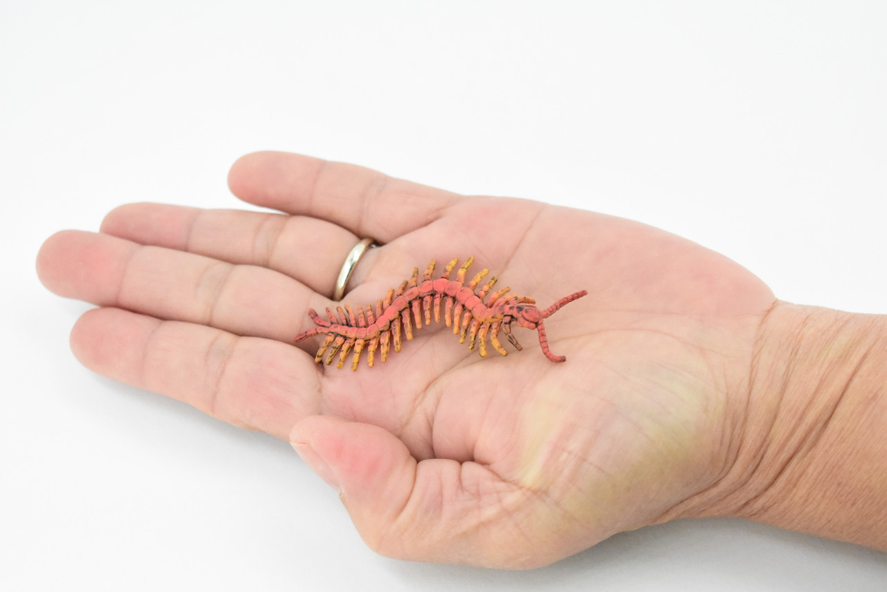 Centipede, Chilopoda, Rubber Insect, High Quality, Hand Painted, Educational, Realistic Toy Figure, Diorama Model, Replica, Kids,   2 1/2 Inches. 