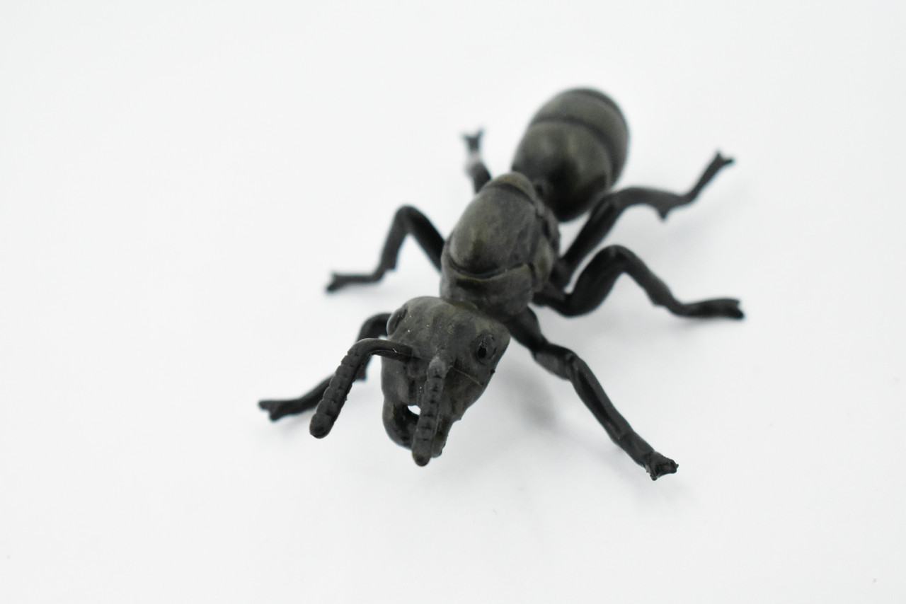 Garden ant, Common Black Ant, Very Nice Design, Educational, Hand Painted, Realistic Rubber Insect, Toy Figure, Diorama Model, Kids, 3 1/2 Inches.