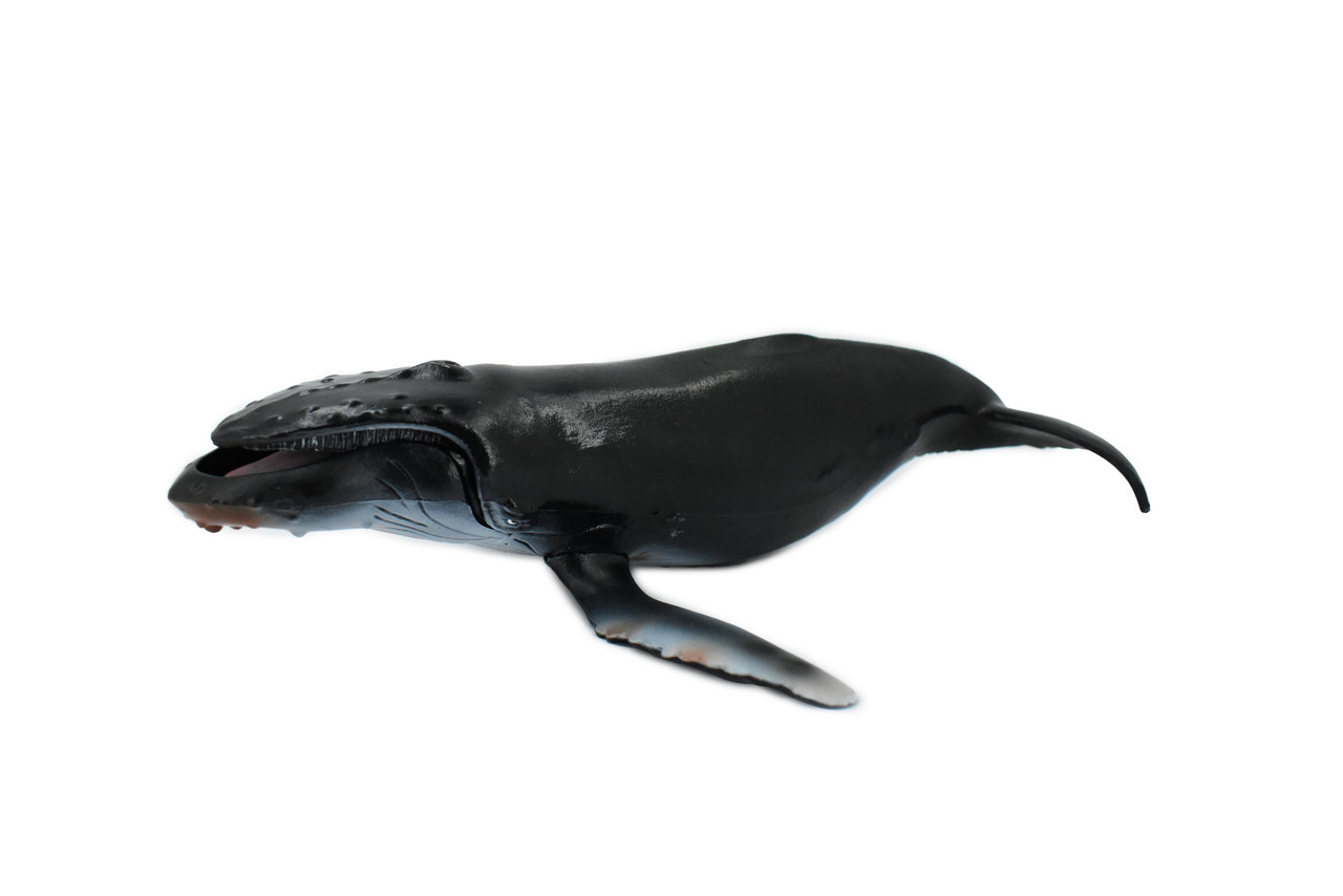 Humpback Whale, Marine Mammal, Museum Quality, Hand Painted, Educational, Rubber Animal, Realistic, Diorama Model, Toy Figure, Kids, 11 Inches. 