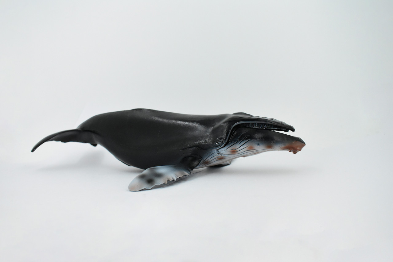 Humpback Whale, Marine Mammal, Museum Quality, Hand Painted, Educational, Rubber Animal, Realistic, Diorama Model, Toy Figure, Kids, 11 Inches. 