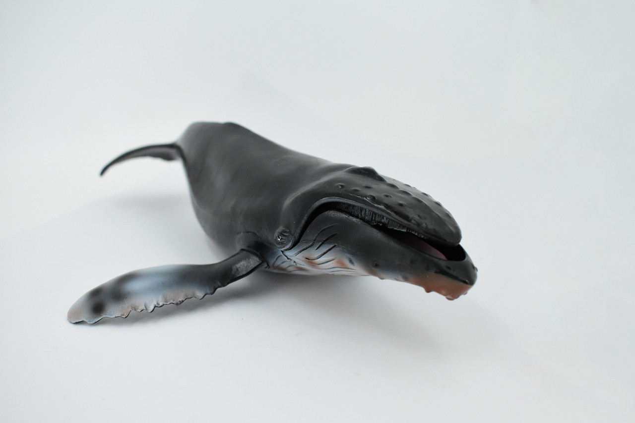 Humpback Whale, Marine Mammal, Hand Painted, Museum Quality, Beautiful Rubber Animal,  Realistic Toy Figure, Model, Educational, Gift,           11"       CH159 BB110 