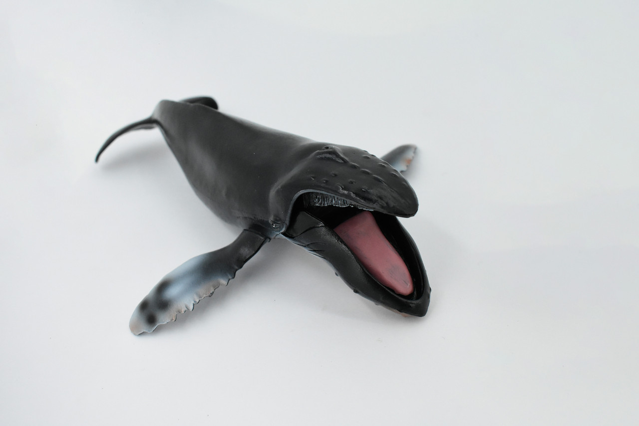 Humpback Whale, Marine Mammal, Hand Painted, Museum Quality, Beautiful Rubber Animal,  Realistic Toy Figure, Model, Educational, Gift,           11"       CH159 BB110 