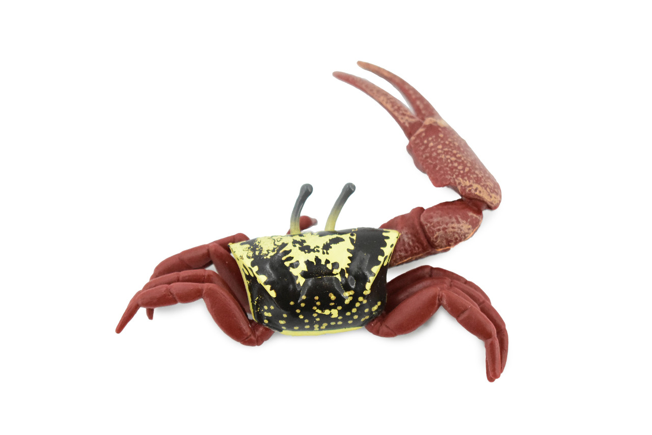 Crab, Fiddler Crab, Rubber Crustacean, Museum Quality, Hand Painted, Realistic Toy Figure, Diorama Model, Replica, Kids, Educational,  4 Inches.  