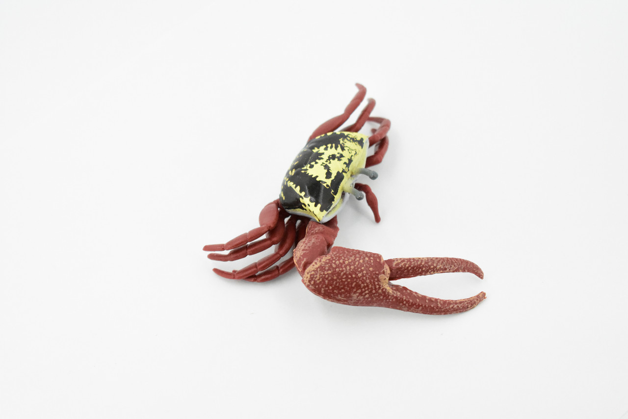 Crab, Fiddler Crab, Rubber Crustacean, Museum Quality, Hand Painted, Realistic Toy Figure, Diorama Model, Replica, Kids, Educational,  4 Inches.  