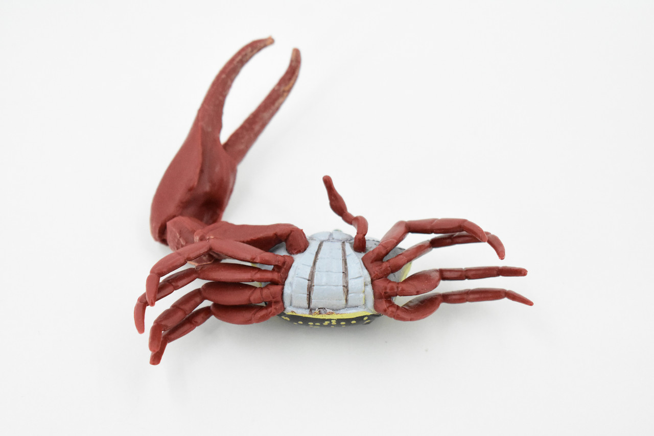 Crab, Fiddler Crab, Rubber Crustacean, Museum Quality, Hand Painted, Realistic Toy Figure, Model, Replica, Kids, Educational, Gift,         4"      CH444 BB114