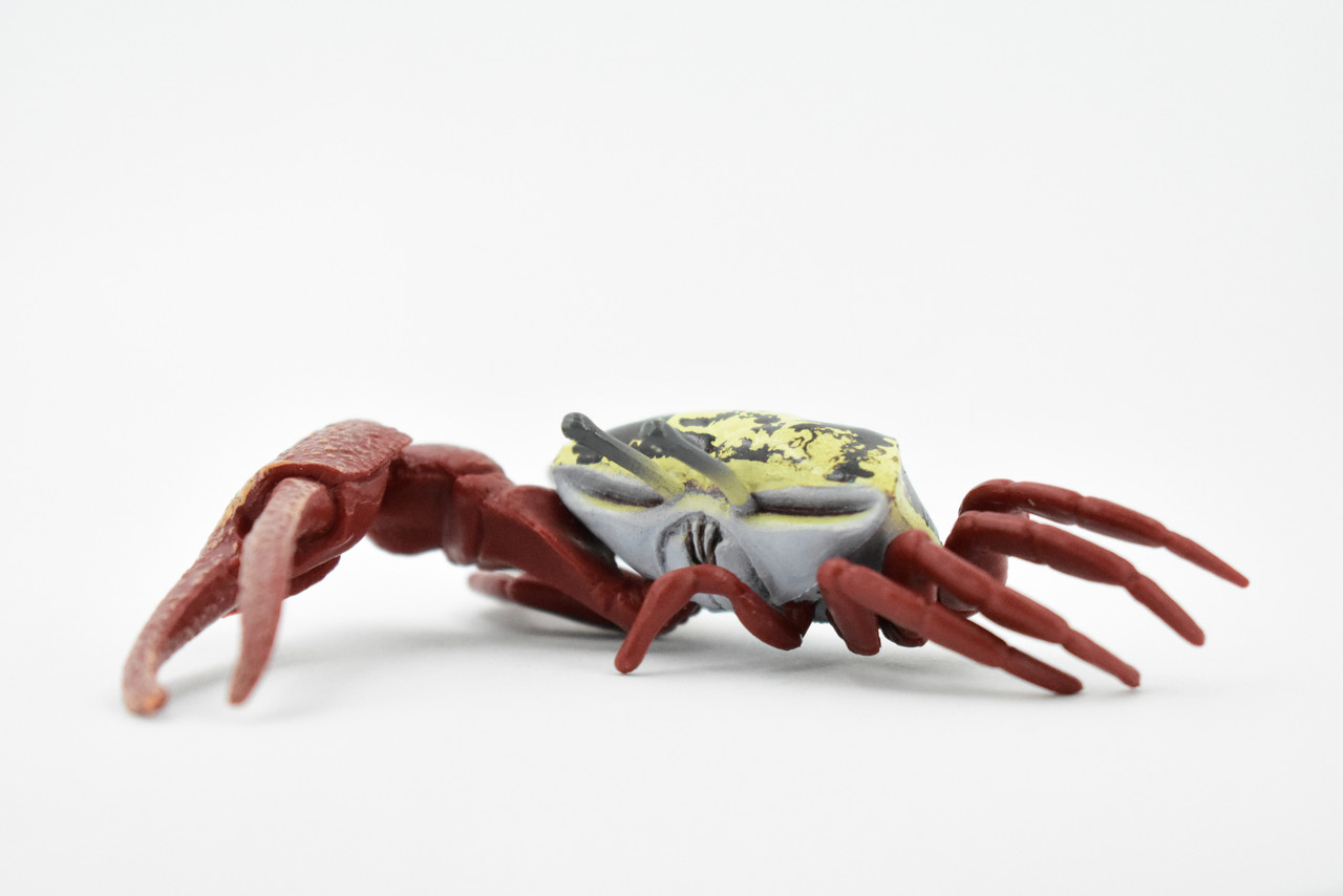 Crab, Fiddler Crab, Rubber Crustacean, Museum Quality, Hand Painted, Realistic Toy Figure, Diorama Model, Replica, Kids, Educational,  4 Inches.  