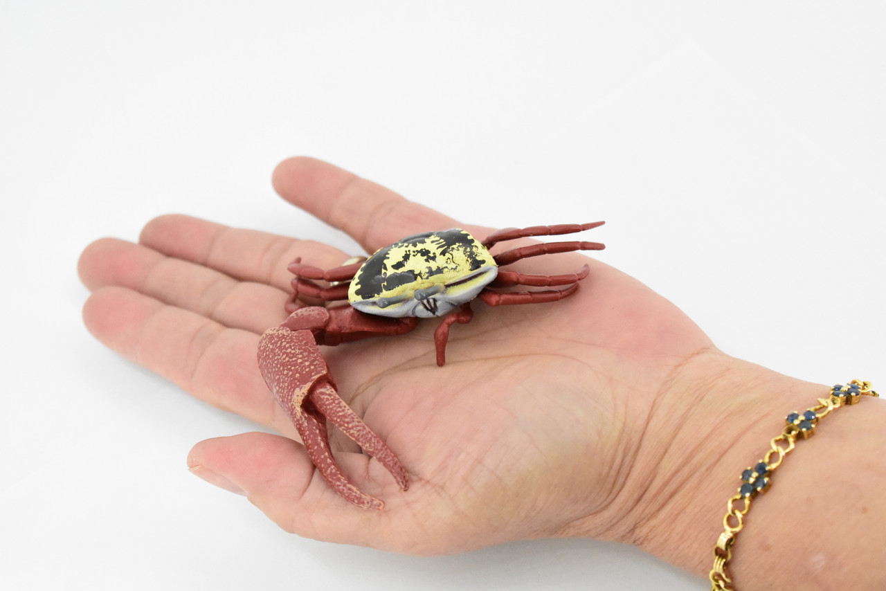 Crab, Fiddler Crab, Rubber Crustacean, Museum Quality, Hand Painted, Realistic Toy Figure, Diorama Model, Replica, Kids, Educational,  4 Inches.  