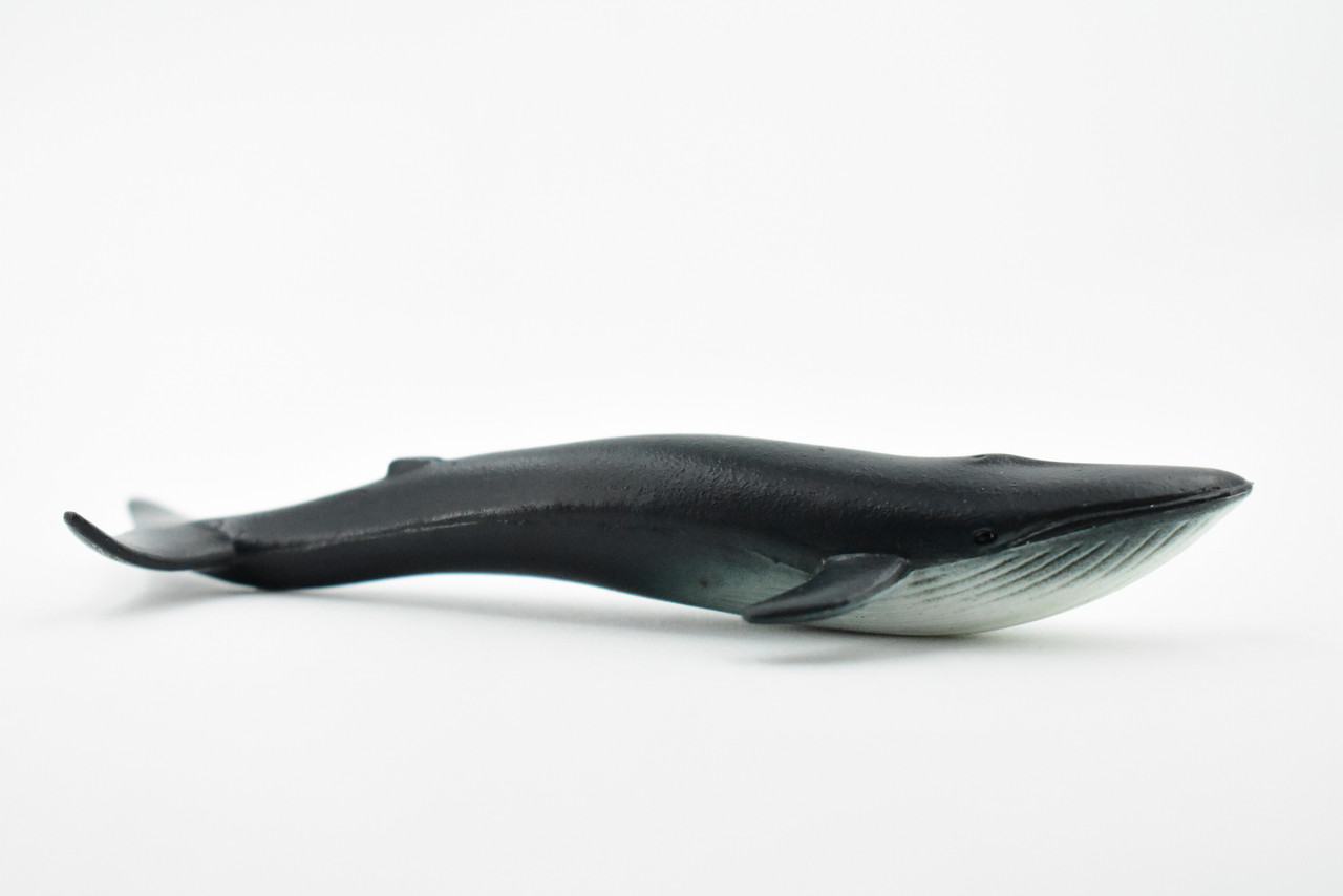Blue Whale, Endangered Marine Mammal, Hand Painted, Rubber, Educational Design, Figure, Diorama Model, Toy, Kids,  4 Inches. 