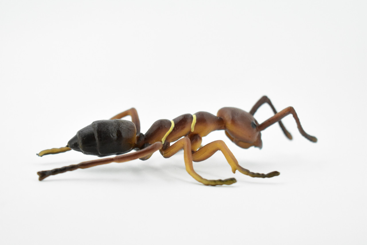 Red Fire Ant, Ginger ant, Very Nice Design, Educational, Hand Painted, Realistic Rubber Insect, Toy Figure, Diorama Model, Kids,  4 Inches. 