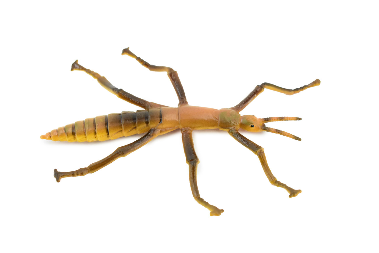 Stick Insect, Phasmatodea, Rubber Insect, High Quality, Hand Painted, Educational, Realistic Toy Figure, Diorama Model, Replica, Kids,  4 1/2 Inches. 