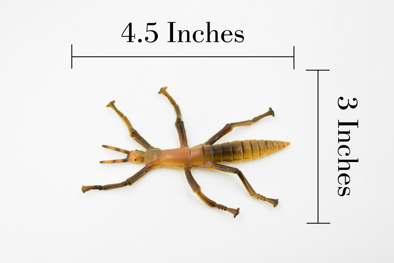 Stick Insect, Phasmatodea, Rubber Insect, High Quality, Hand Painted, Educational, Realistic Toy Figure, Diorama Model, Replica, Kids,  4 1/2 Inches. 