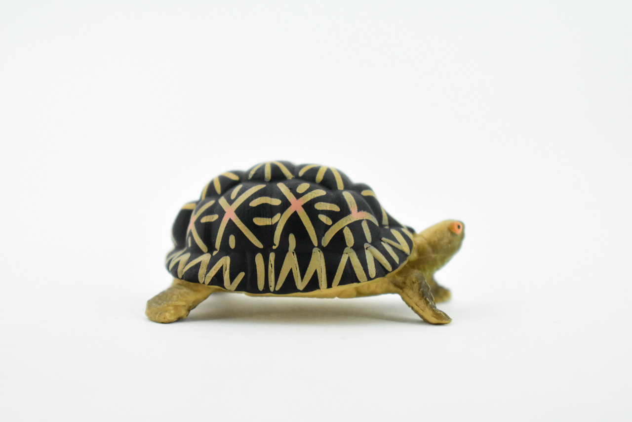 Tortoise, Indian Star Tortoise, Testudinidae, Hand Painted, Realistic Toy Figure, Model, Replica, Kids, Educational, Gift,       2"     CH462 BB114