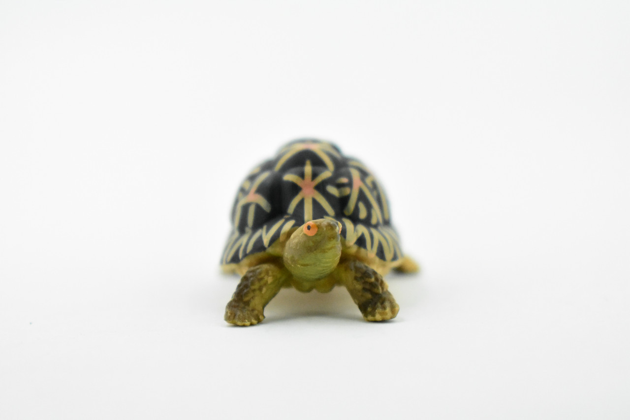 Tortoise, Indian Star Tortoise, Testudinidae, Hand Painted, Realistic Toy Figure, Model, Replica, Kids, Educational, Gift,       2"     CH462 BB114