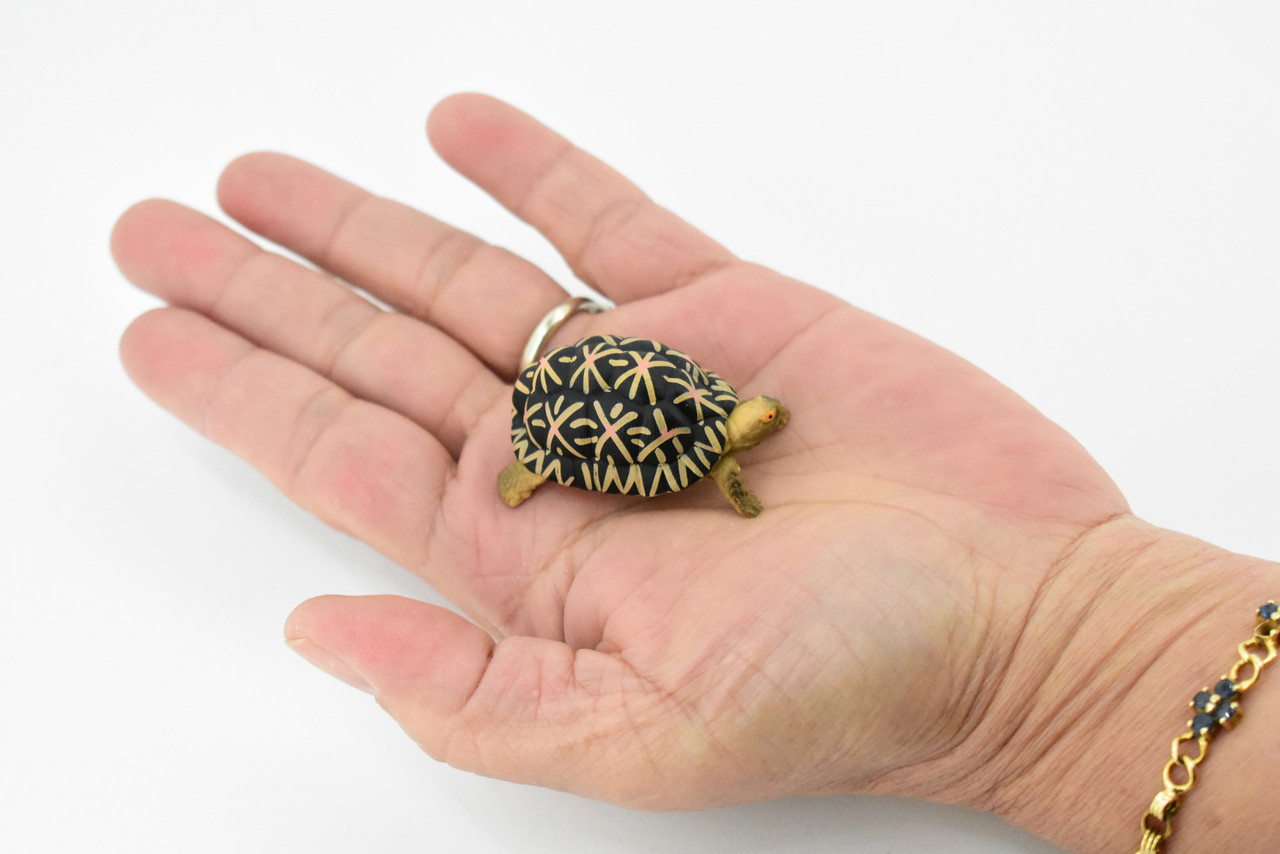 Tortoise, Indian Star Tortoise, Testudinidae, Hand Painted, Realistic Toy Figure, Model, Replica, Kids, Educational, Gift,       2"     CH462 BB114