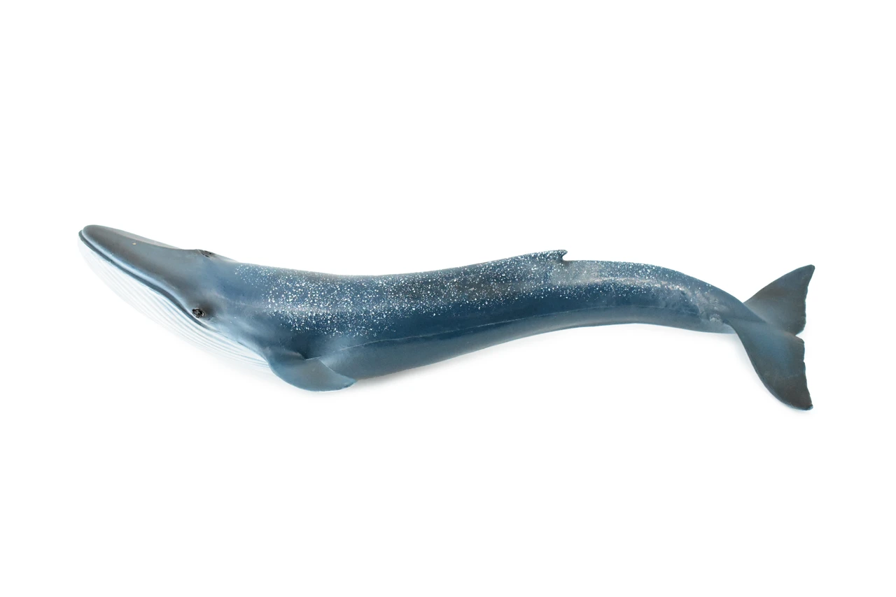 Blue Whale, Marine Mammal, Museum Quality, Hand Painted, Educational, Rubber Animal, Realistic Toy Figure, Diorama Model, Kids, 10 Inches.
